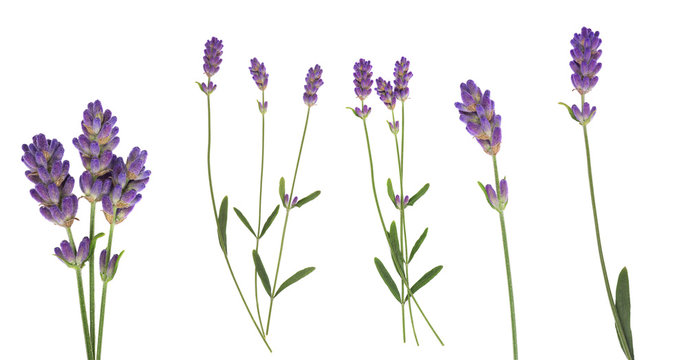 Fototapeta Lavender flowers set isolated on white