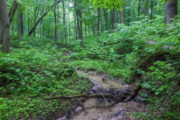 River in the green forest in the rain