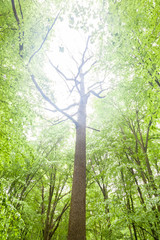 Tall trees in a green forest in the rain