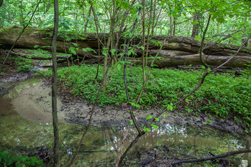 River in the green forest in the rain