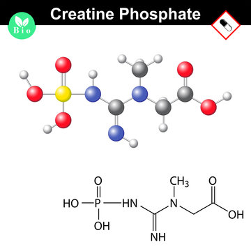 Creatine phosphate molecular structure