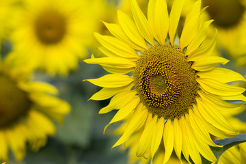 Obraz premium Yellow sunflowers in the field, close-up