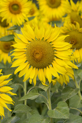 Yellow sunflowers in the field, close-up