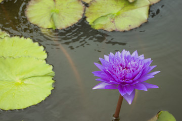 Purple water lily in the pond