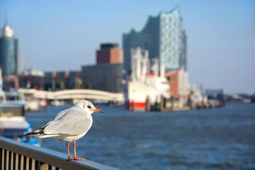 Möwe vor der Elbphilarmonie im Hamburg Hafen. © Frank Jeßen