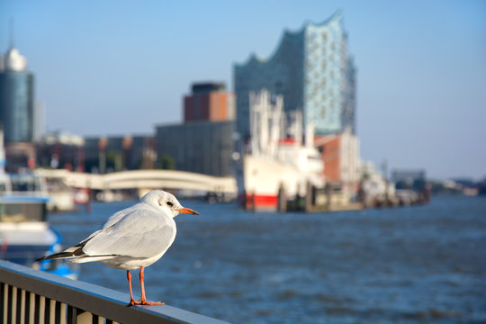 Möwe vor der Elbphilarmonie im Hamburg Hafen.
