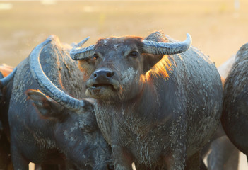 Obraz premium buffaloes on field