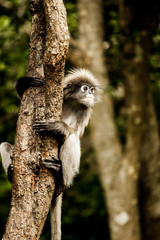 Dusky leaf monkey