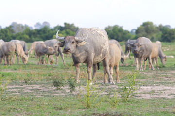 buffaloes on field