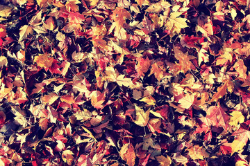 background texture of yellow leaves autumn leaf background