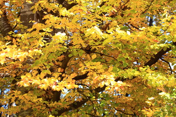 Baumkrone im Herbst