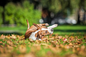 American staffordshire terrier dog having fun in the park in autumn 