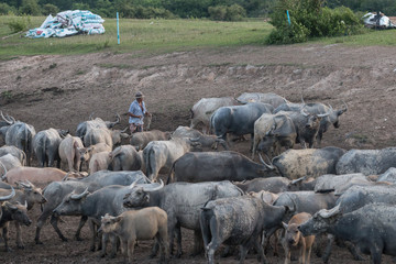 Fototapeta premium buffaloes on field