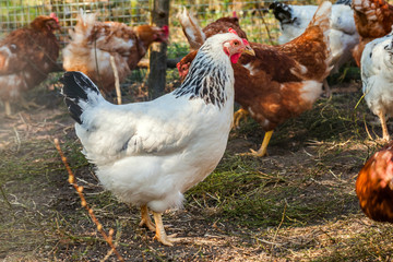 flock of chickens and roosters grazing on the farm