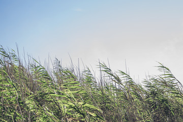 green reed field on bleu sky background