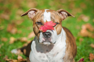 American staffordshire terrier dog holding a leaf on its nose