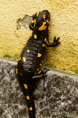 salamandra su muro nero e giallo