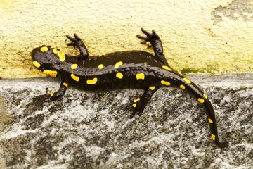 Obraz premium salamandra su muro nero e giallo