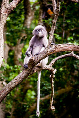 Dusky leaf monkey