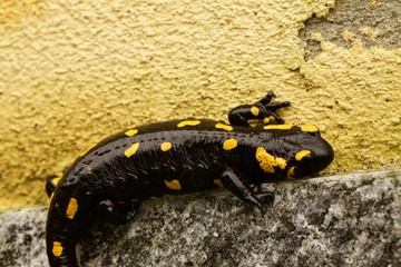 salamandra su muro nero e giallo