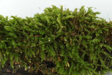 Green moss macro
