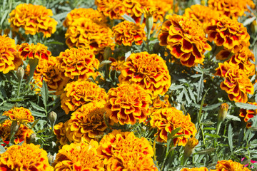 Orange and Red Marigold - Cempasuchil Flower