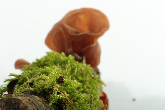 green moss and mushroom
