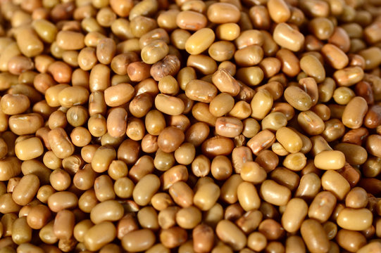 Closeup Of Moth Beans, Indian name Matki, Closeup of moth beans a lesser known legume
