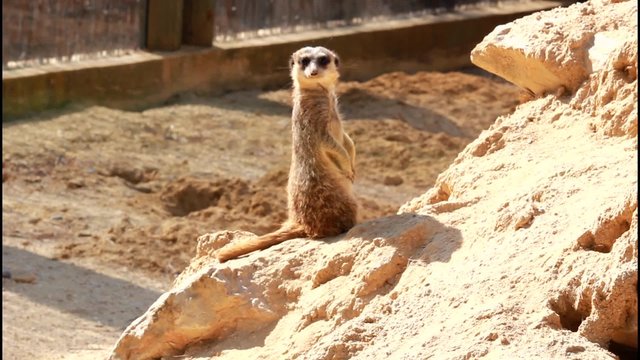 Un suricate immobile qui tourne la t&ecirc;te