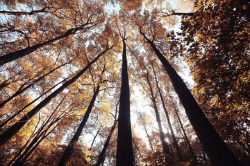 Trees branches look up autumn background