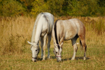 Obraz premium Horses on a farm in the autumn meadow 