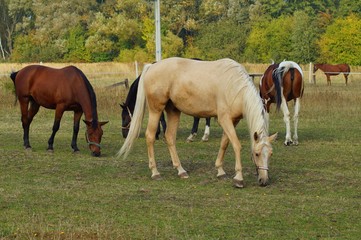 Naklejka na ściany i meble Horses on a farm in the autumn meadow 