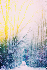 winter forest