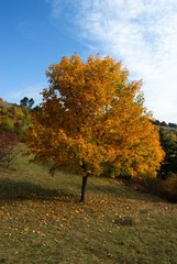 Naklejka premium Yellow autumn tree
