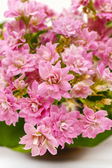 Kalanchoe blossfeldiana, commonly cultivated house plant