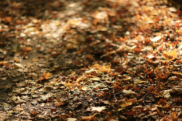 fallen yellow autumn leaves background, texture