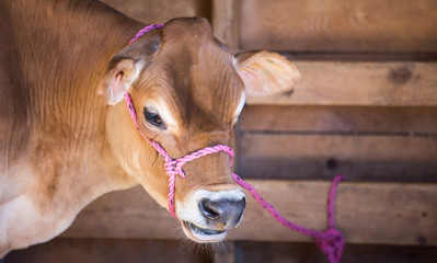 milk cow