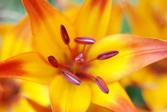 Fototapeta big yellow and orange lily, with pistils in focus and blurry petals