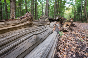 Holz vom Baumstamm