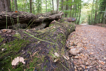 Holz vom Holzschlag am Waldweg