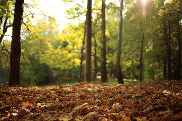 Landscape autumn in a golden forest