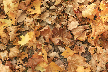 Autumn texture of yellow fallen leaves