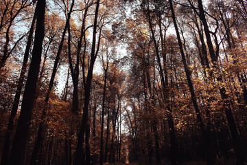 Fototapeta premium Landscape autumn in a golden forest