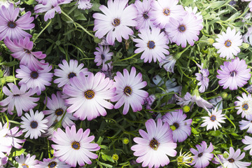 Group of pink daisy