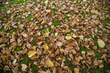 Fallen leaves on green grass