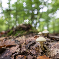 Pilz zwischen Laub im Wald
