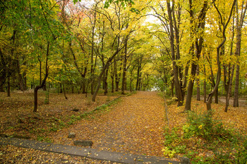 Autumn alley with fallen leaves