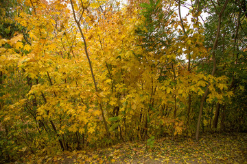 Obraz premium Yellow trees in autumn forest