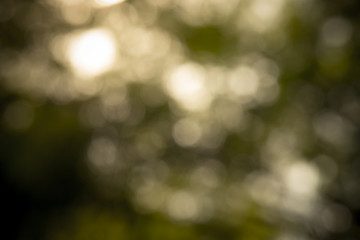 Defocused bokeh blur  of golden sunlight and shadow background