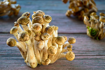 Wild honey agaric mushrooms on wooden background